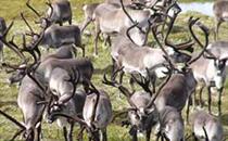 reindeer safari in east iceland